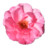 Wild Rose Pink 1 Icon